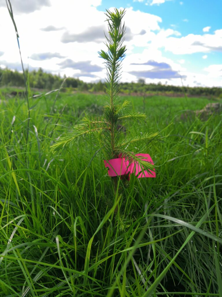 Kesällä 2020 Kärkölään istutettu puun taimi